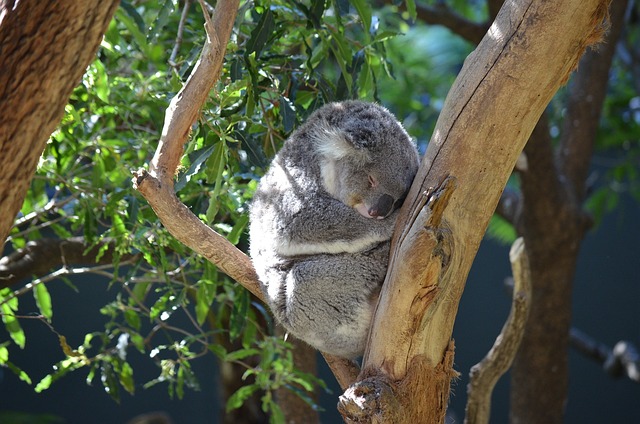 Taronga Zoo